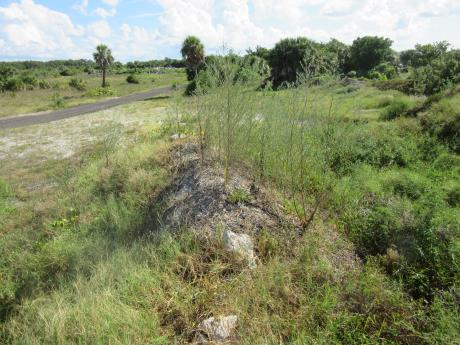 Click for 7 image(s) for this accession. HABITAT